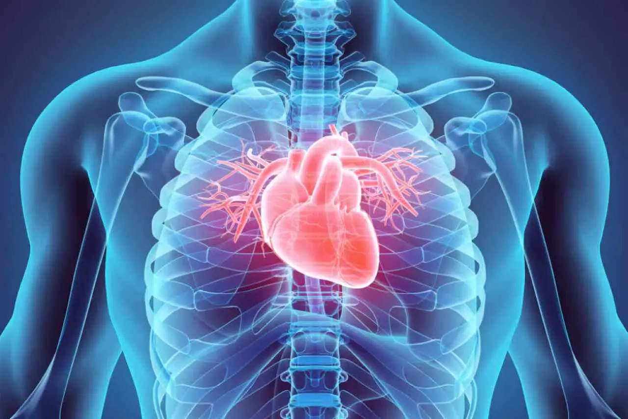 Cuore in forma dopo i 60 anni: il regime alimentare consigliato dalla Società Italiana di Cardiologia Cuore in forma dopo i 60 anni: il regime alimentare consigliato dalla Società Italiana di Cardiologia